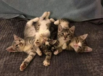 PetSmart Adoption Event