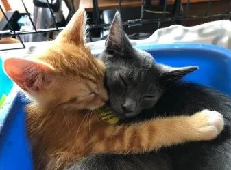 PetSmart Adoption Event