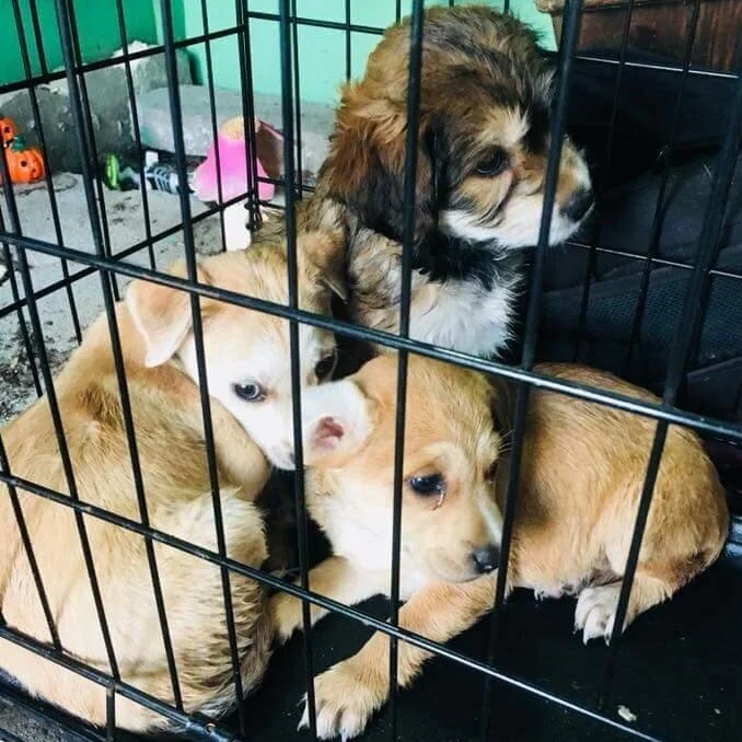 auburn humane shelter