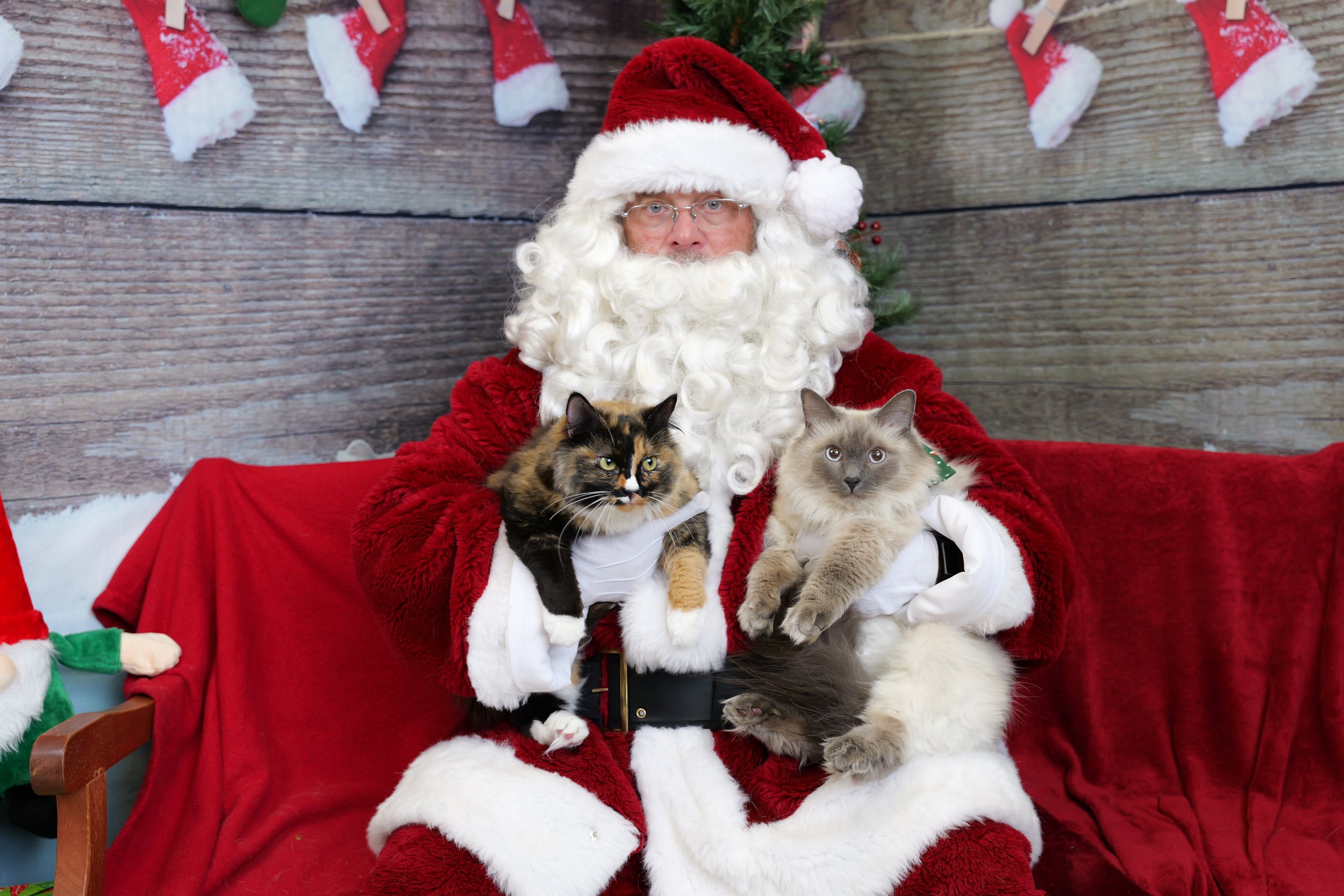Peterson - 2 Cats.JPG