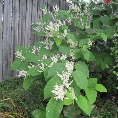 South Fork Skykomish Knotweed control approved