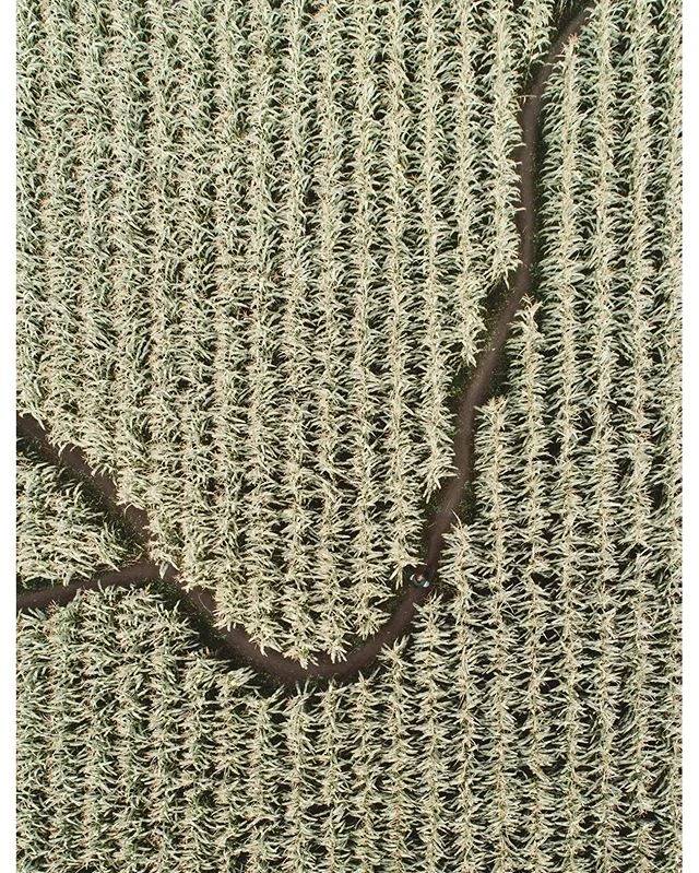 I was going to say how a-maze-ing this place is, but maybe that would be too corn-y? Yes... I&rsquo;m a good time 🤓