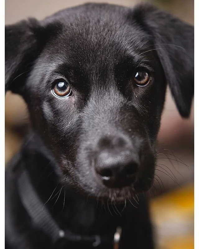 Introducing the new addition to the family... Gunther ❤️🤪