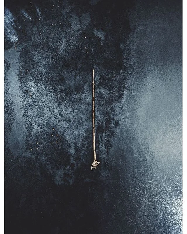 Thought maybe you would be in the mood to look at a log and some ducks 🤷&zwj;♂️