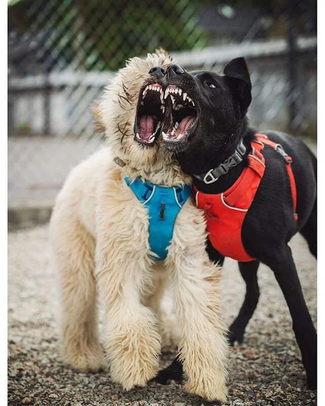 Gunther and his buddy Norman were showing off their matching outfits today 🤪