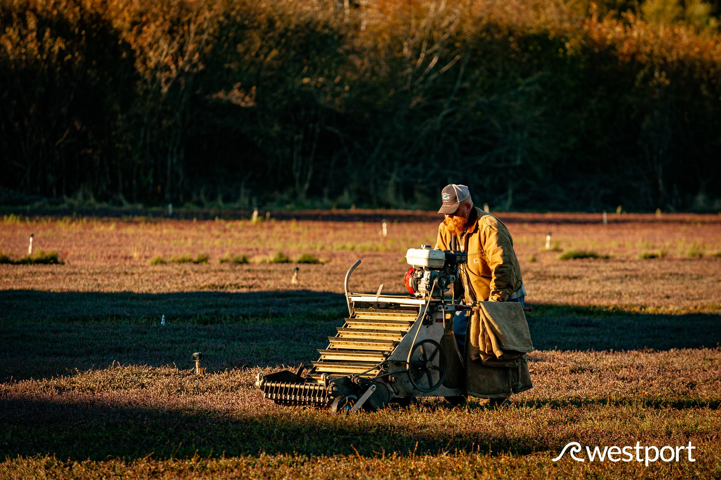 Cranberry Harvest 2019 Grayland, Washington — Experience Westport