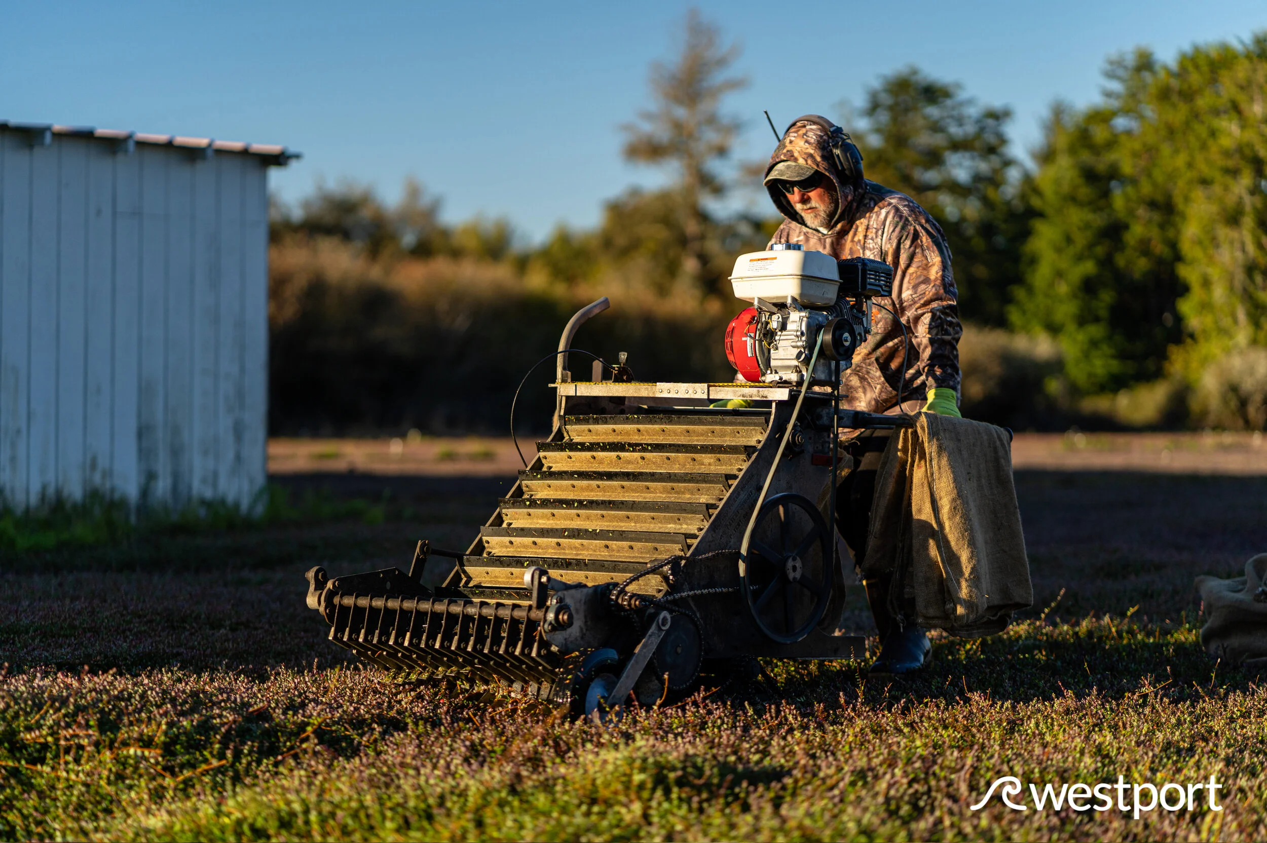 Cranberry Harvest 2019 Grayland, Washington — Experience Westport