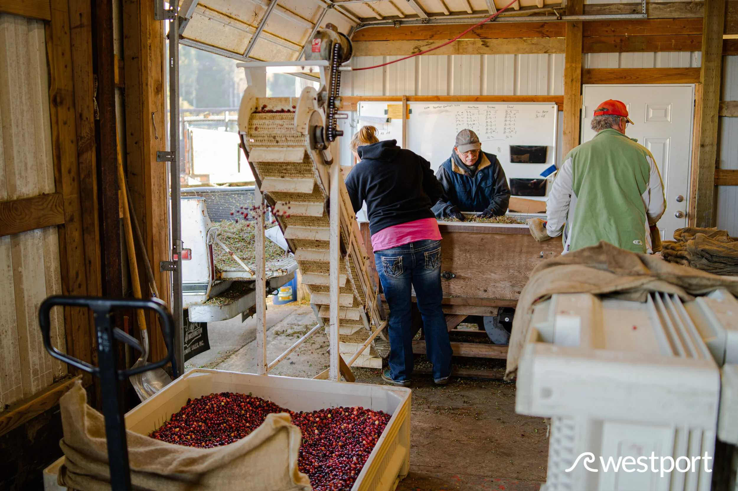 Cranberry Harvest 2019 Grayland, Washington — Experience Westport