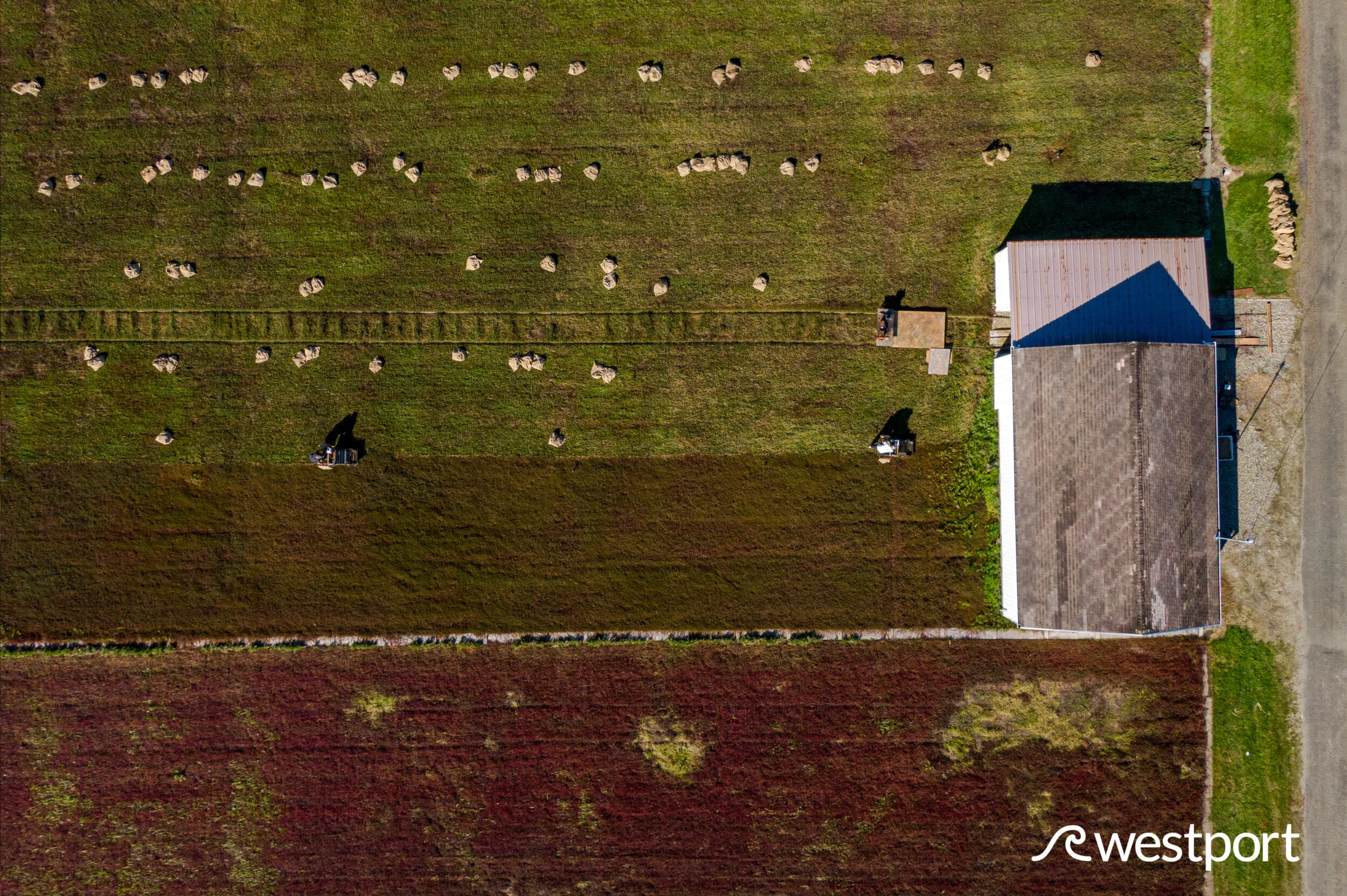 Cranberry Harvest 2019 Grayland, Washington — Experience Westport