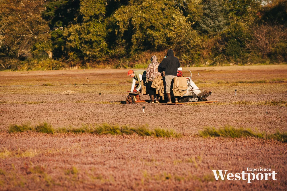 WESTPORT_CRANBERRY_HARVEST-4.jpg
