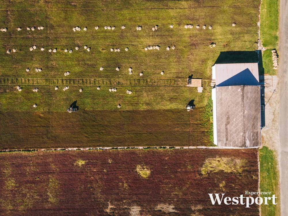 WESTPORT_CRANBERRY_HARVEST-22.jpg