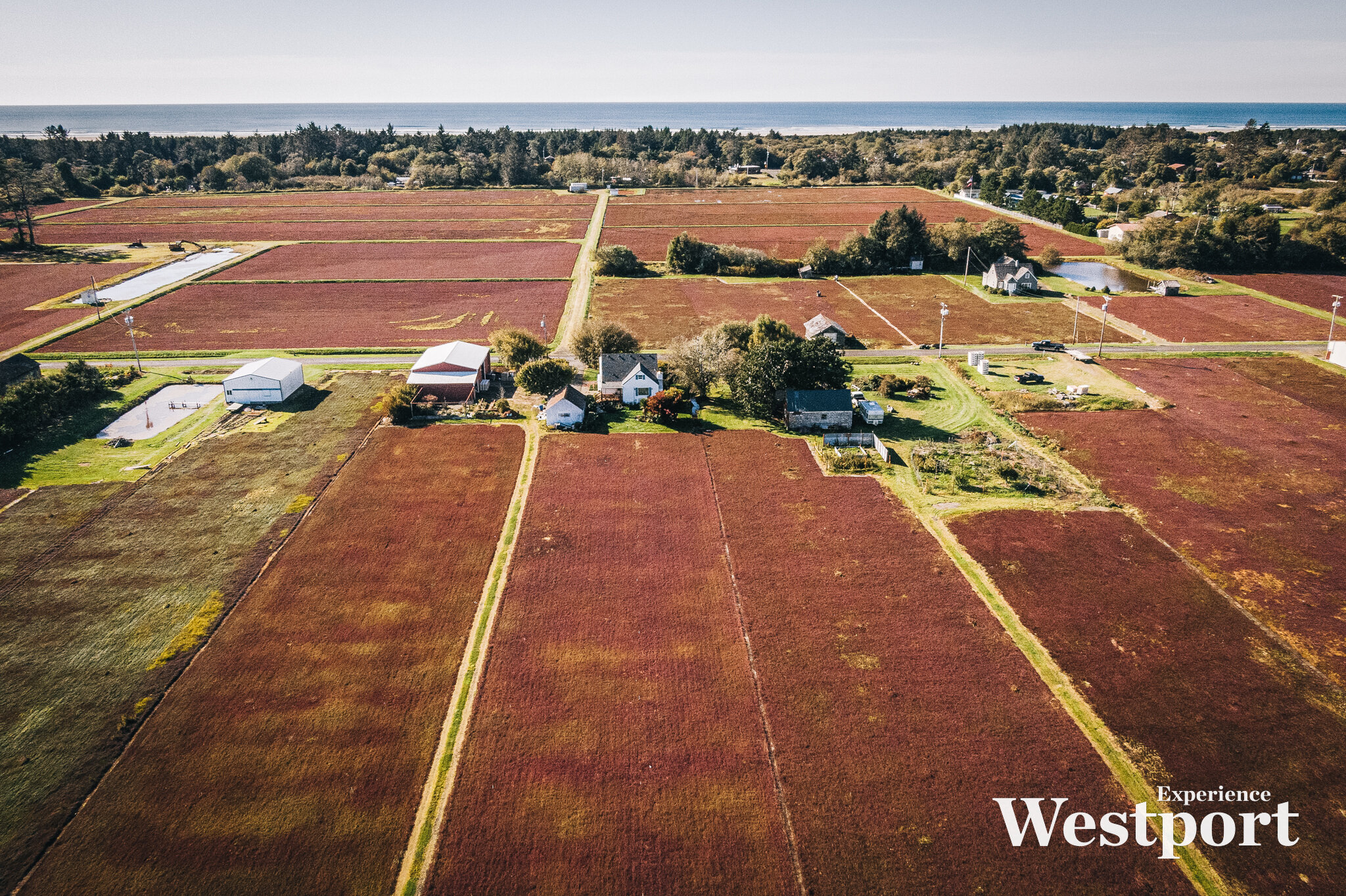 Cranberry Harvest 2019 Grayland, Washington — Experience Westport