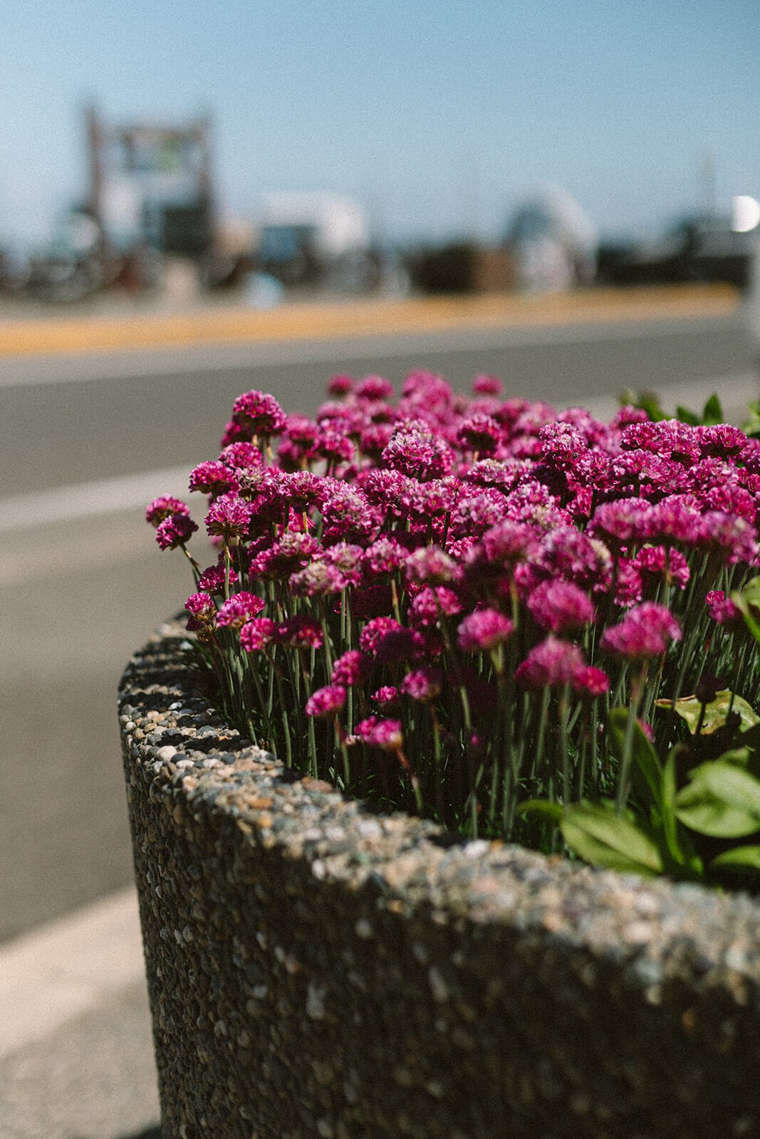 Pink flowers near harbor