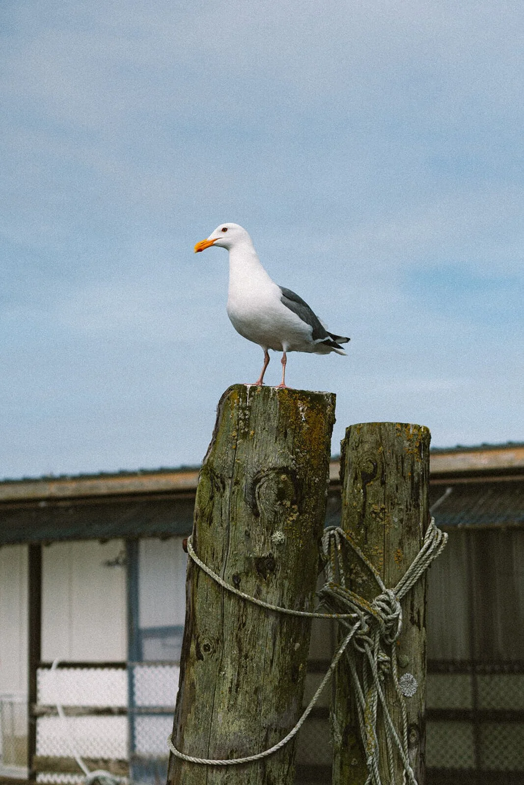 Seagull on pier