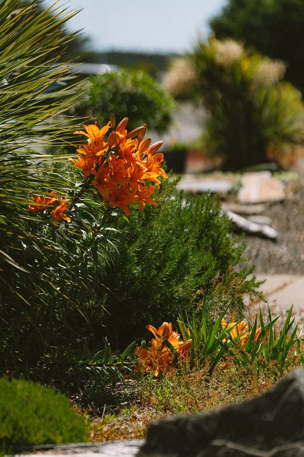Orange Lilies