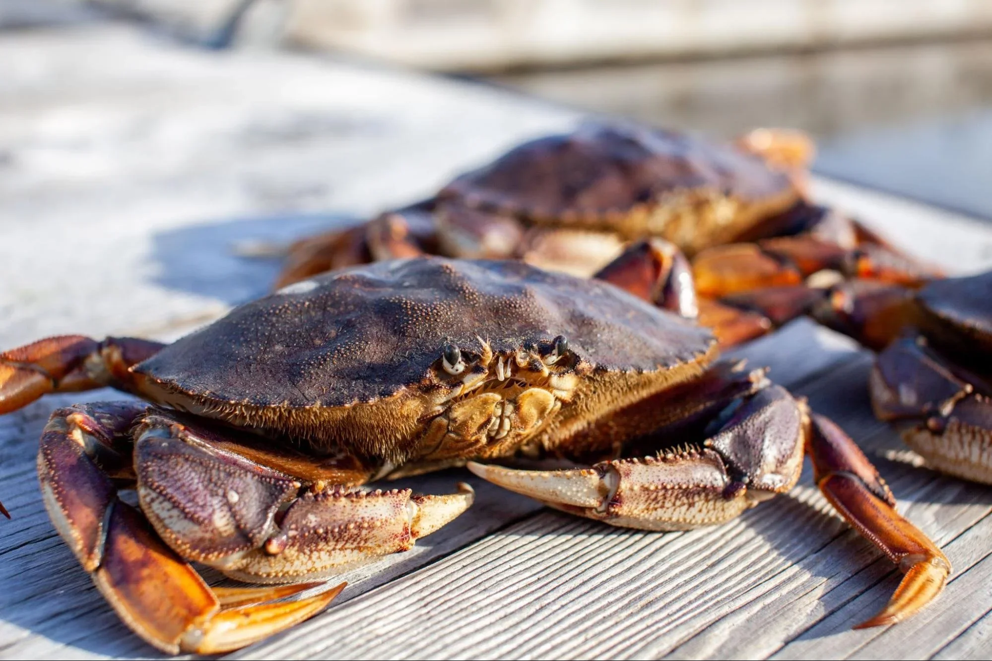 crab_closeup.webp