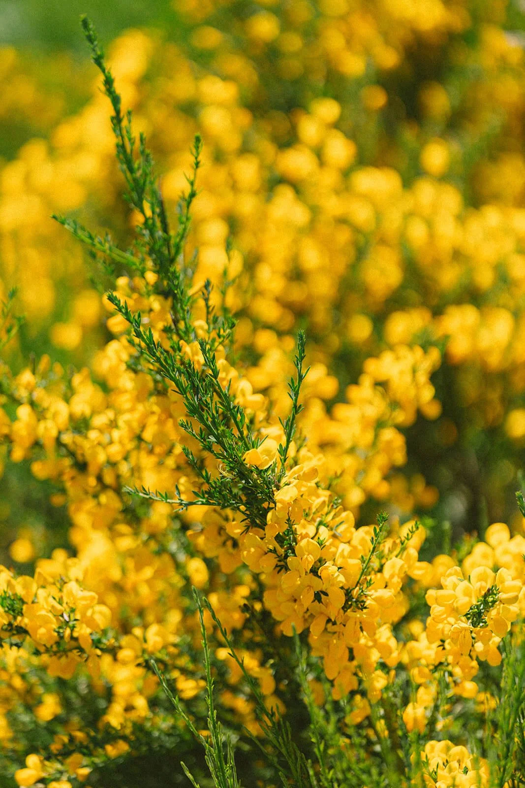 Flowering Scotch broom