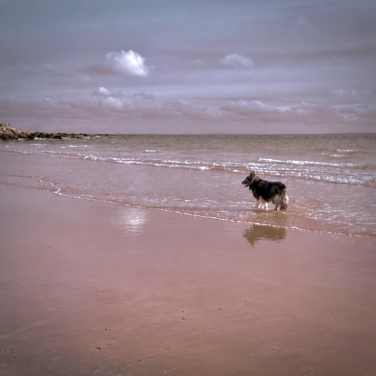 beachdog.jpeg