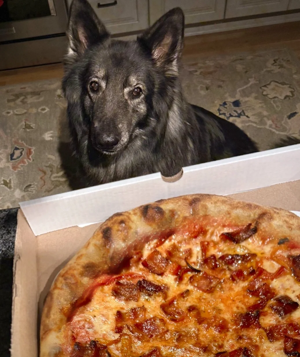 pizzadog.jpeg