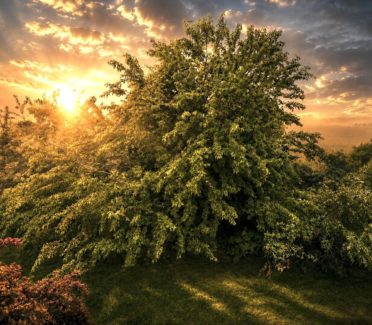 tree.jpeg