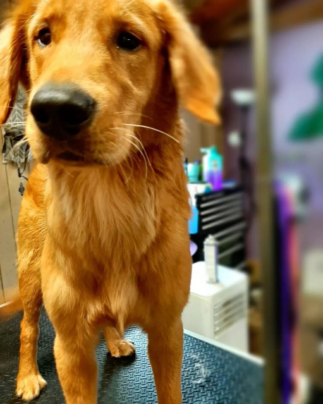 We see some creative names here at Willow's Groomer, but this one is truly unique! Meet Duke Kaboom&nbsp;💥💙⭐