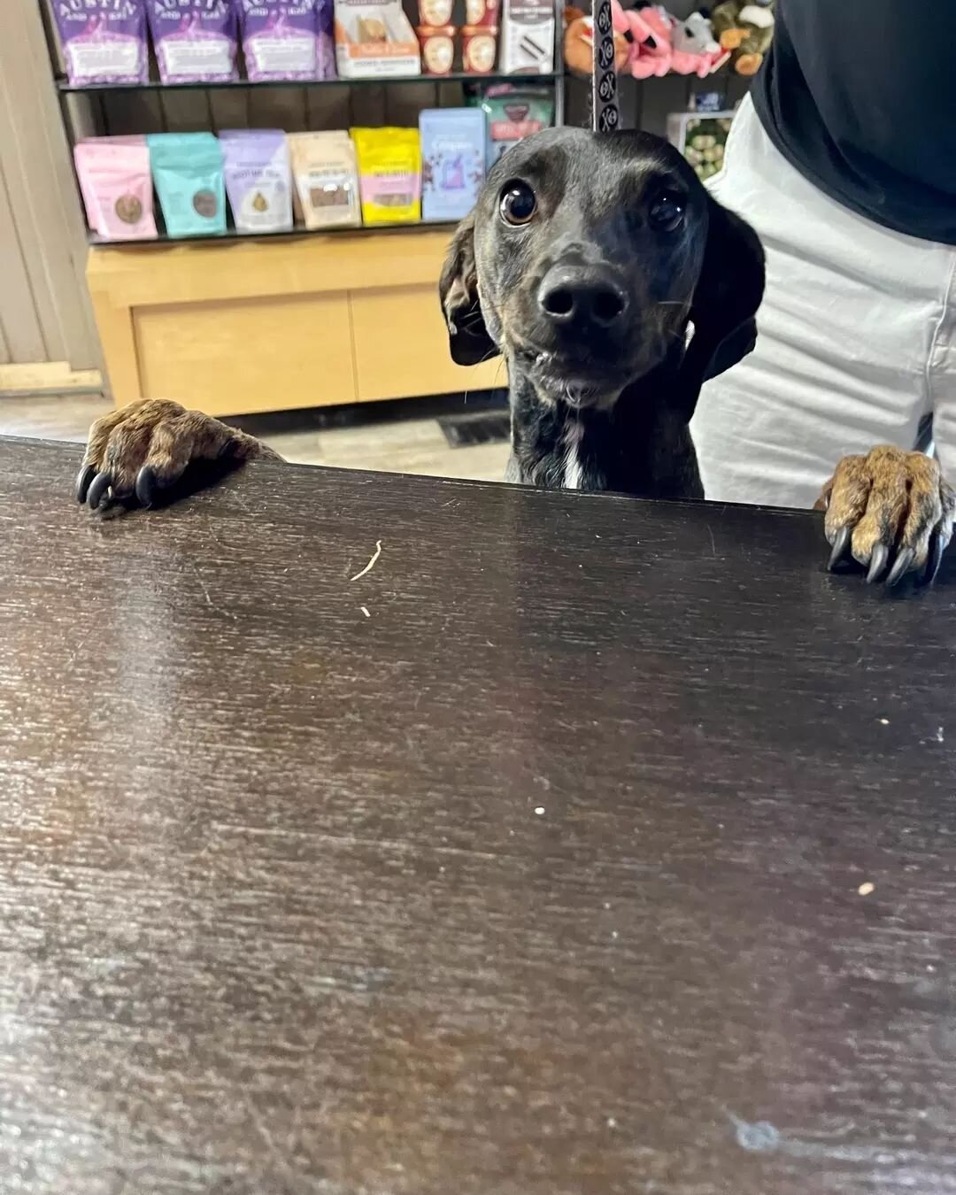 Check-in at Willow's Groomer can be some of the most exciting times during the day at our shop. It's important that your pet enjoys coming to visit us!&nbsp;😘