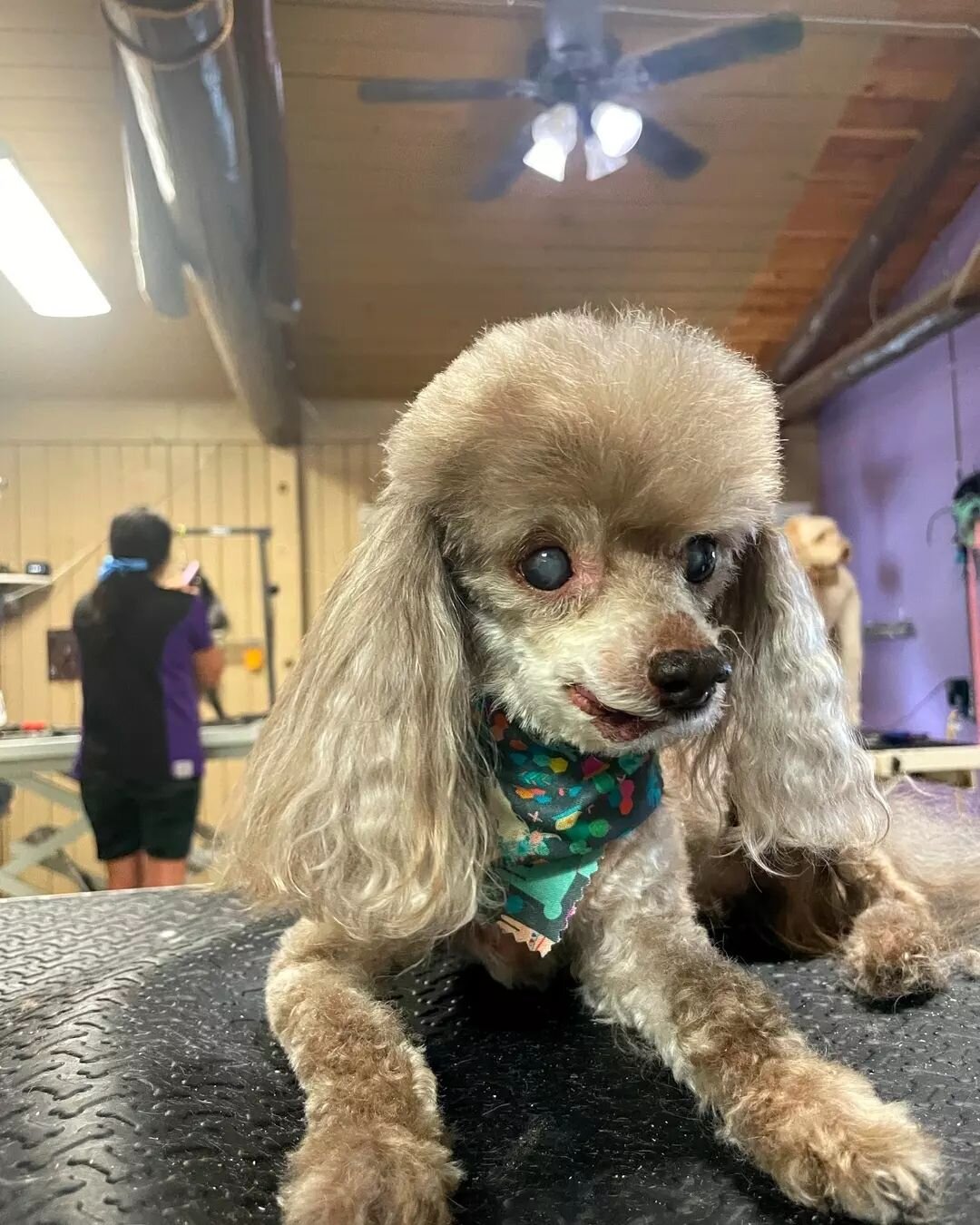 This week's Transformation Tuesday is brought to you by another one of our talented groomers, Chyna.😍 
​
​Senior Pet grooming can be difficult for everyone involved. It can take more time, patience, and skill to handle any limitations that may come 