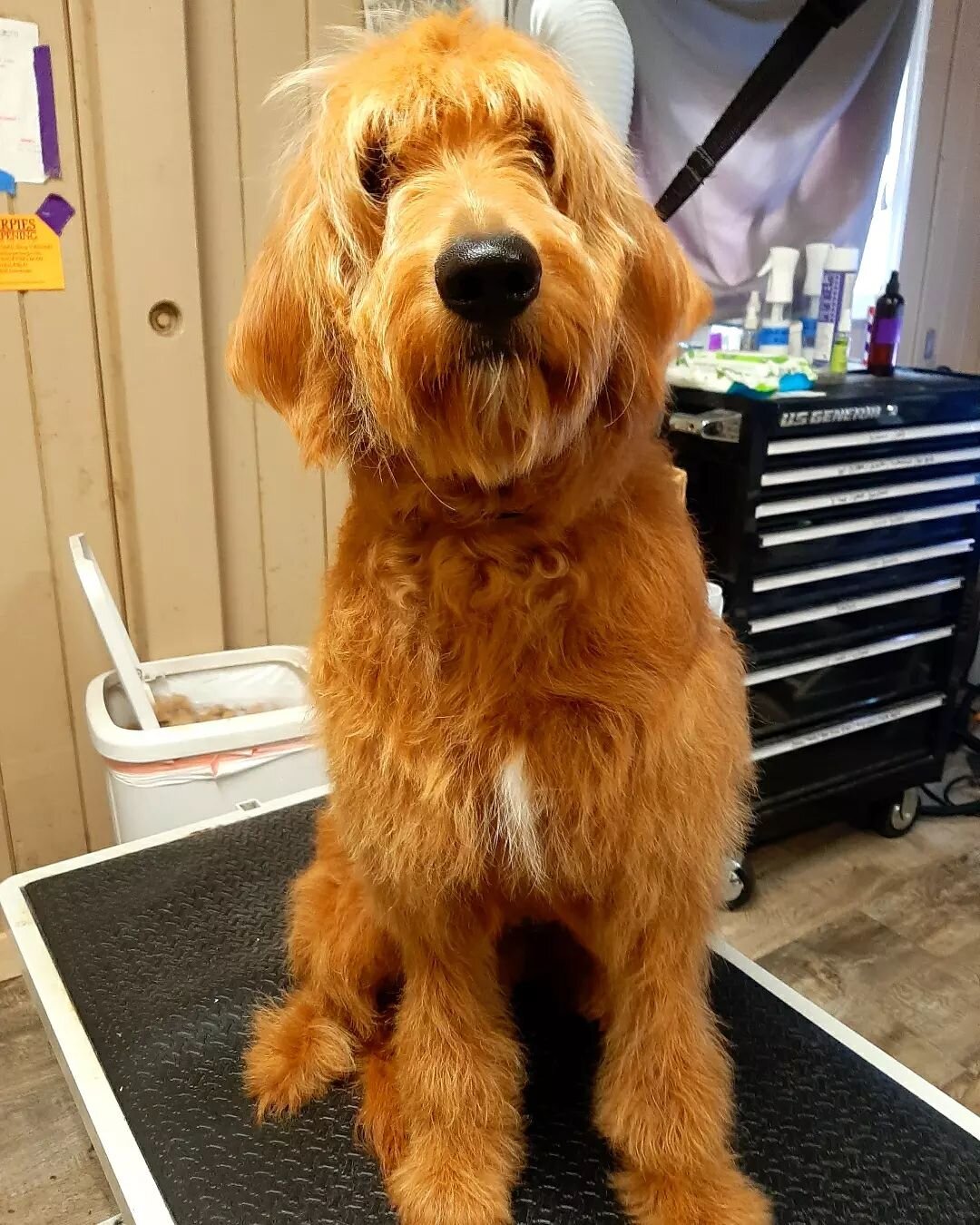 Let's talk before and after!&nbsp;😱&nbsp;Our Lead Groomer Lydia, made this guy feel like a new boy after his sap day. We all love to see how your pet not only looks beautiful after, but also how good they feel as well. Most pets get all excited to g