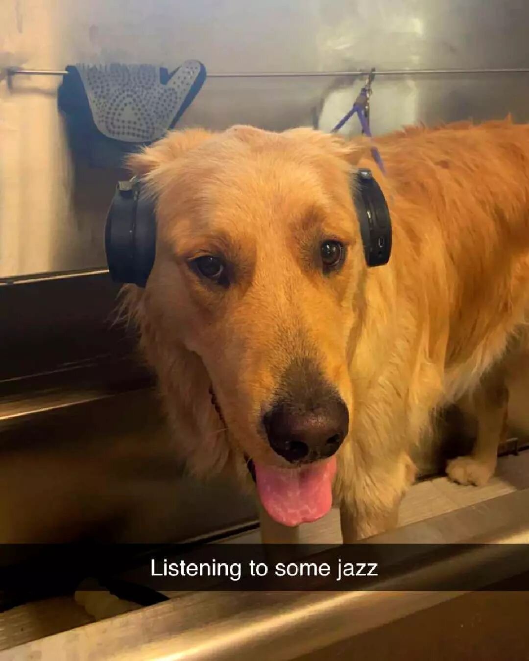 The Willow's Groomer Team loves to have some good giggles during the day while making your dog look and feel great! We do play music during the day, free of charge of course.&nbsp;😉