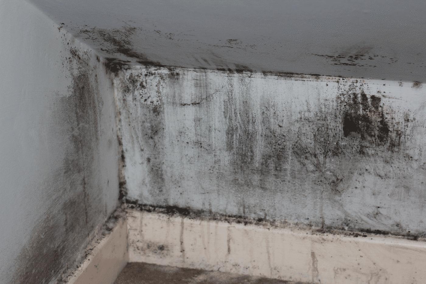 Is Indoor Mold Dangerous? - My Pure Environment