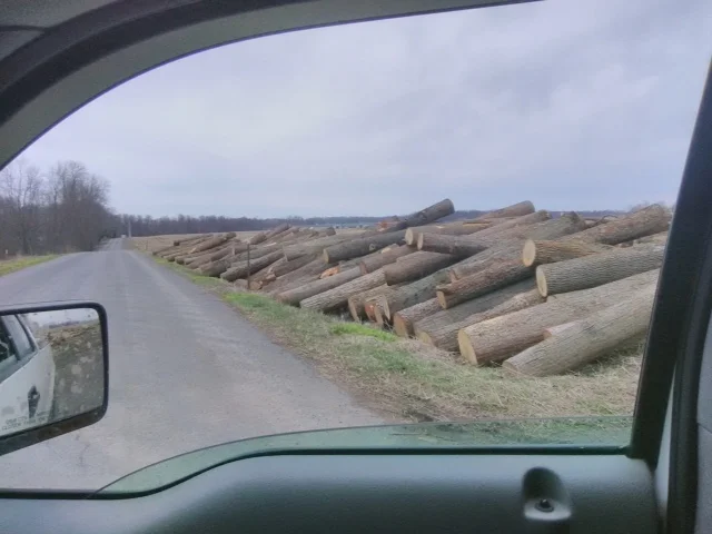 national tree service gallery image-4.JPG