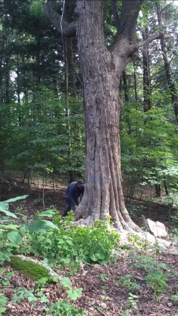 national tree service gallery image-5.JPG