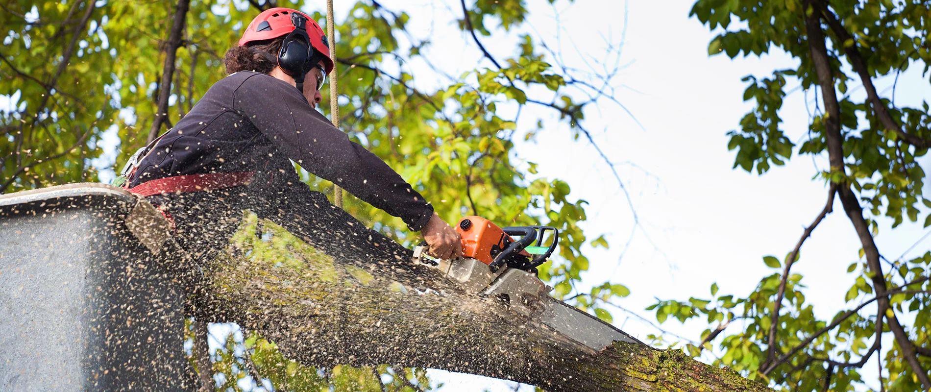 Hero-Unit-Image-from-National-Tree-Service-near-Syracuse-NY.jpg