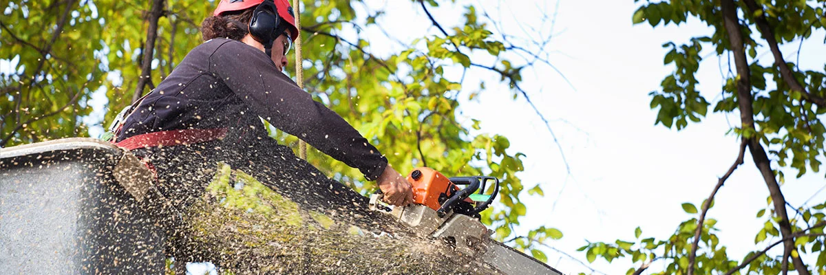 Tree-Trimming-Services-from-National-Tree-Service.jpg