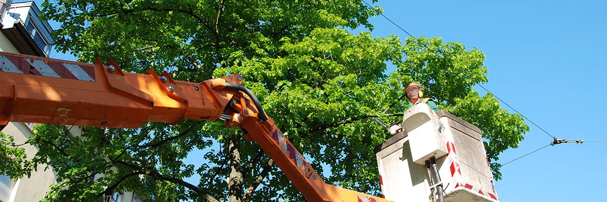 Tree-Trimming-Services-from-National-Tree-Service.jpg