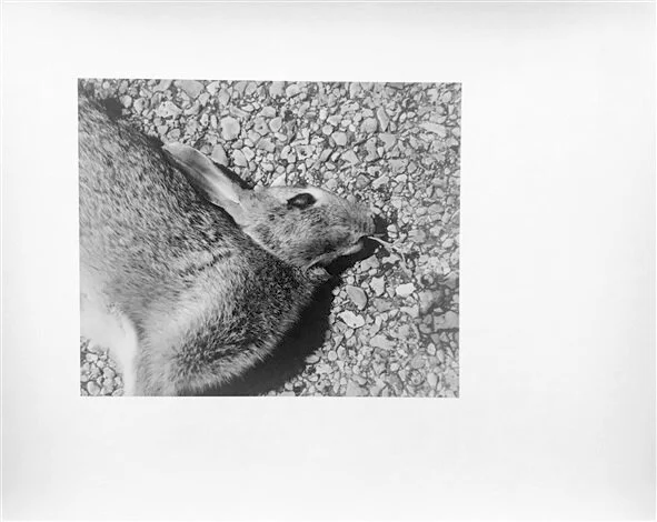 david-wojnarowicz-untitled-(rabbit).jpg