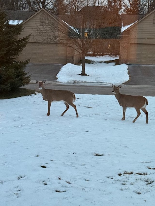 Neighborhood friends