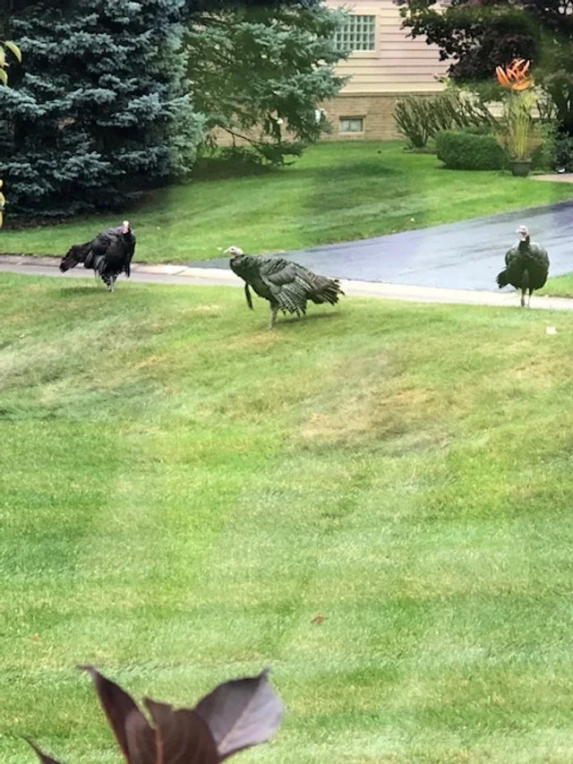 Neighborhood friends