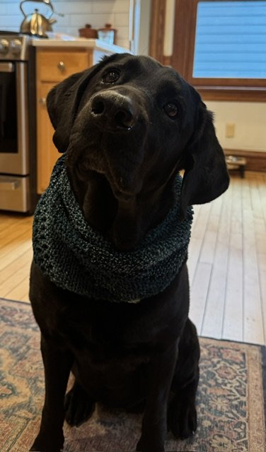 Molly.jpeg