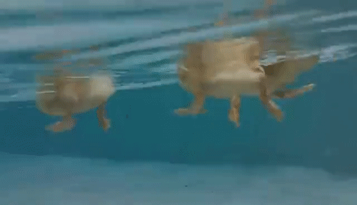 Peopling 101: The Waterline Model