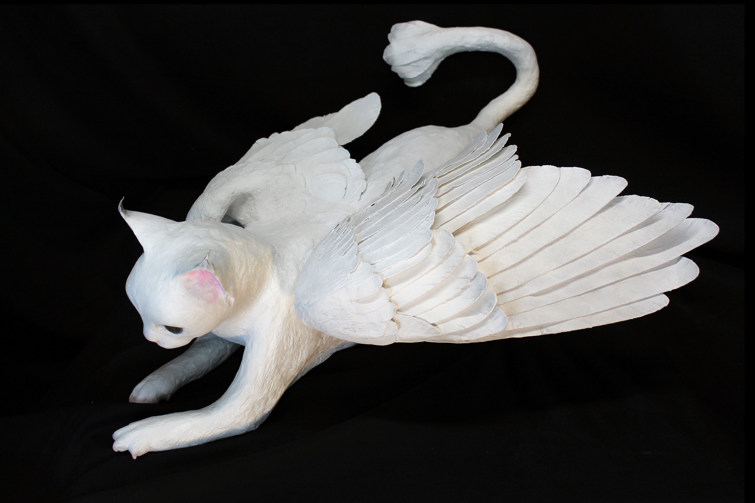 winged-cat-top-view.jpg