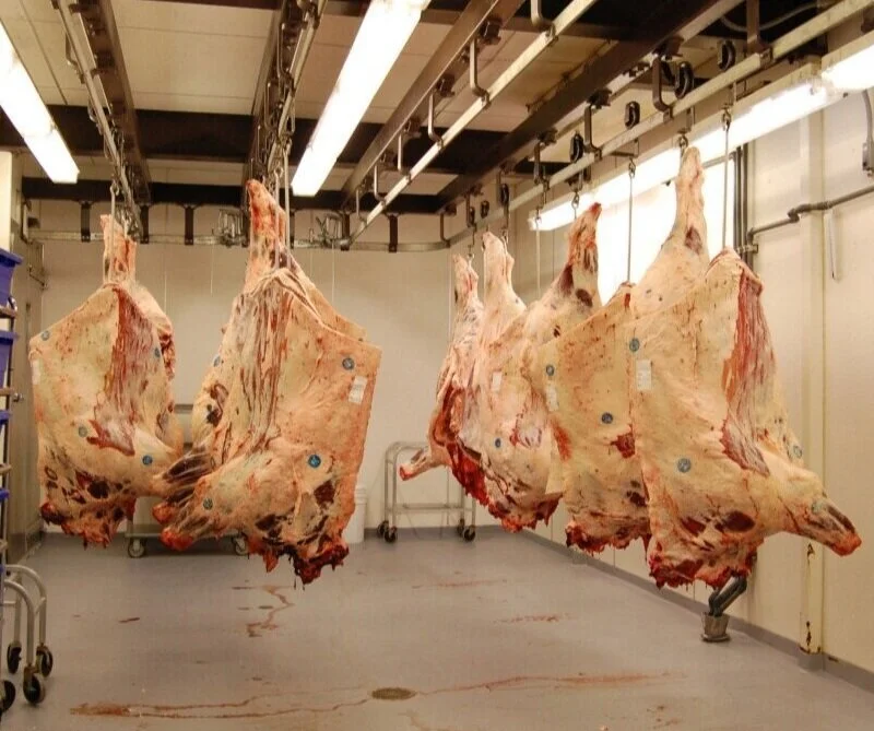 The cleanest bloody scene you’ll ever see is this UC Davis Meat Lab.
