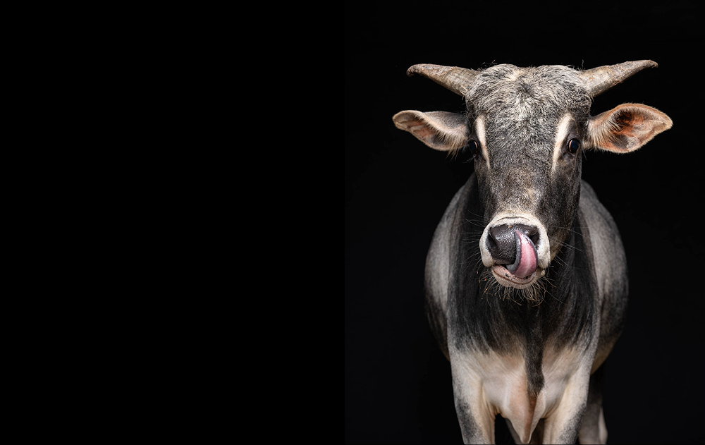 licking-bull.png