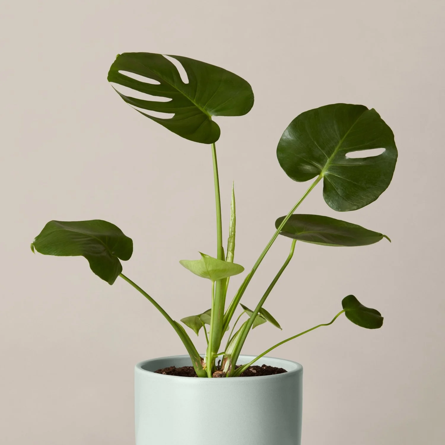 THE SILL&lt;strong&gt;MONSTERA PLANT&lt;/strong&gt;&lt;span&gt;$62&lt;/span&gt;