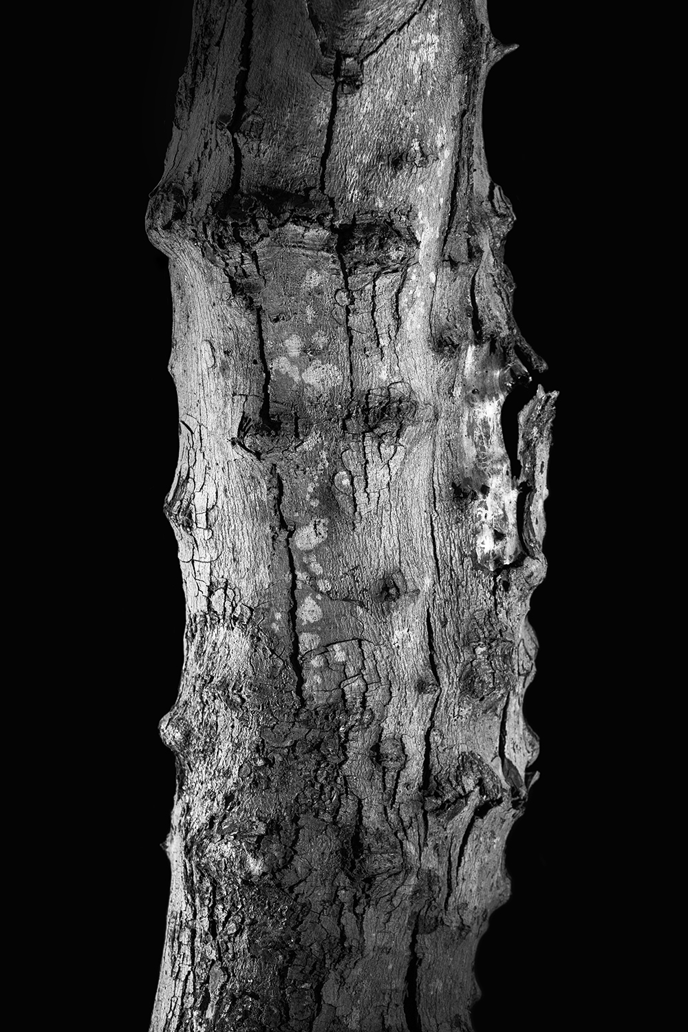 Portraits of Trees - Heather Palecek 6.jpg