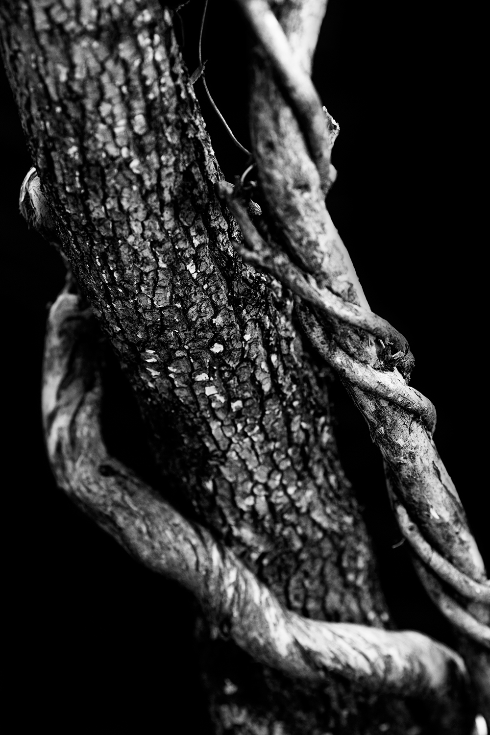 Portraits of Trees - Heather Palecek 3.jpg