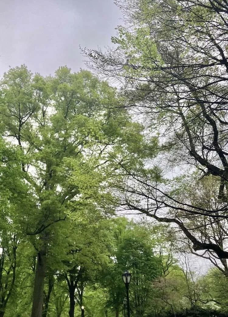 Central Park Calling