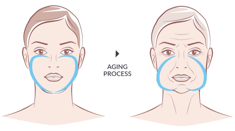 Aging Process Illustration.jpg