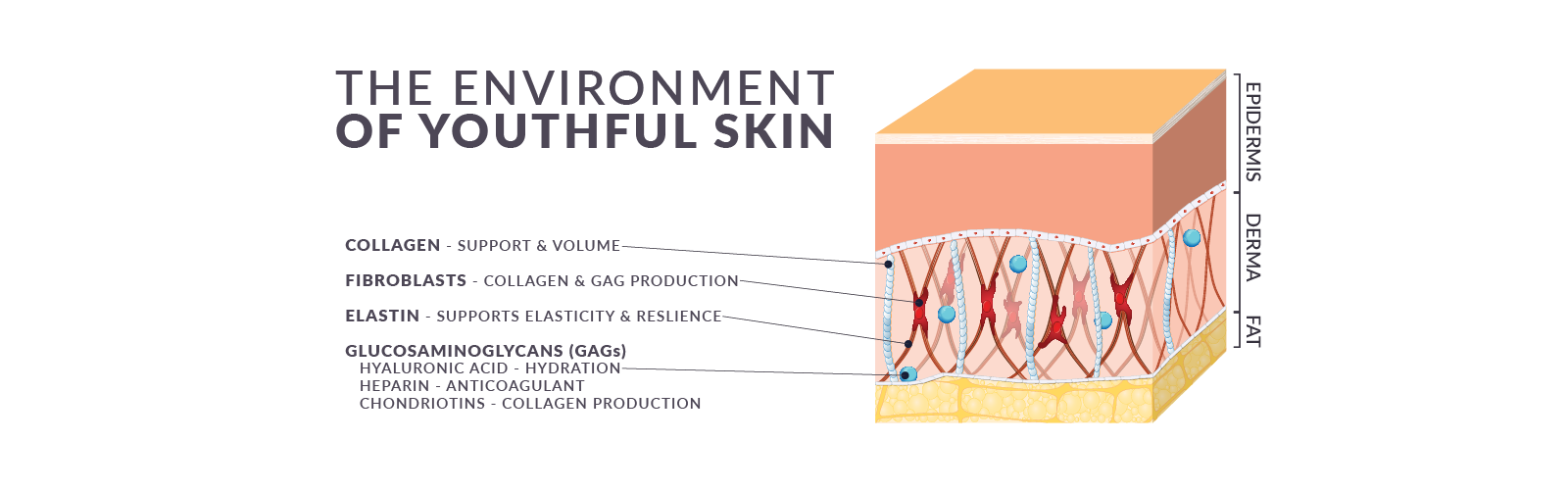 Environment of Youthful Skin Transparent.png