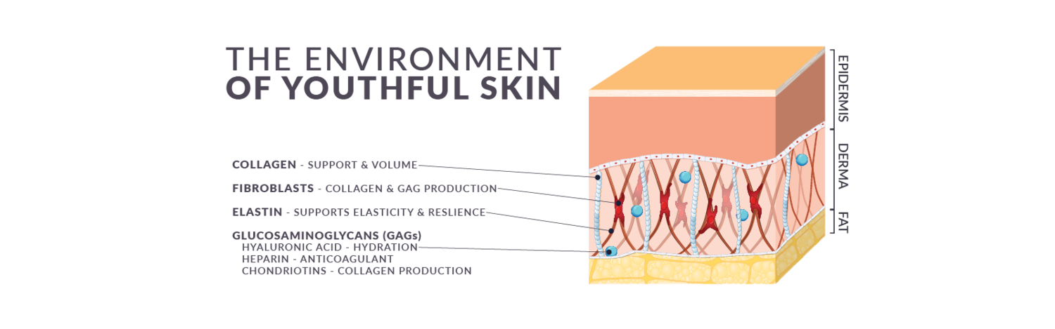 Environment of Youthful Skin Transparent.png